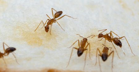 Plaga szalonych mrówek w Australii. Plują kwasem i zabijają zwierzęta