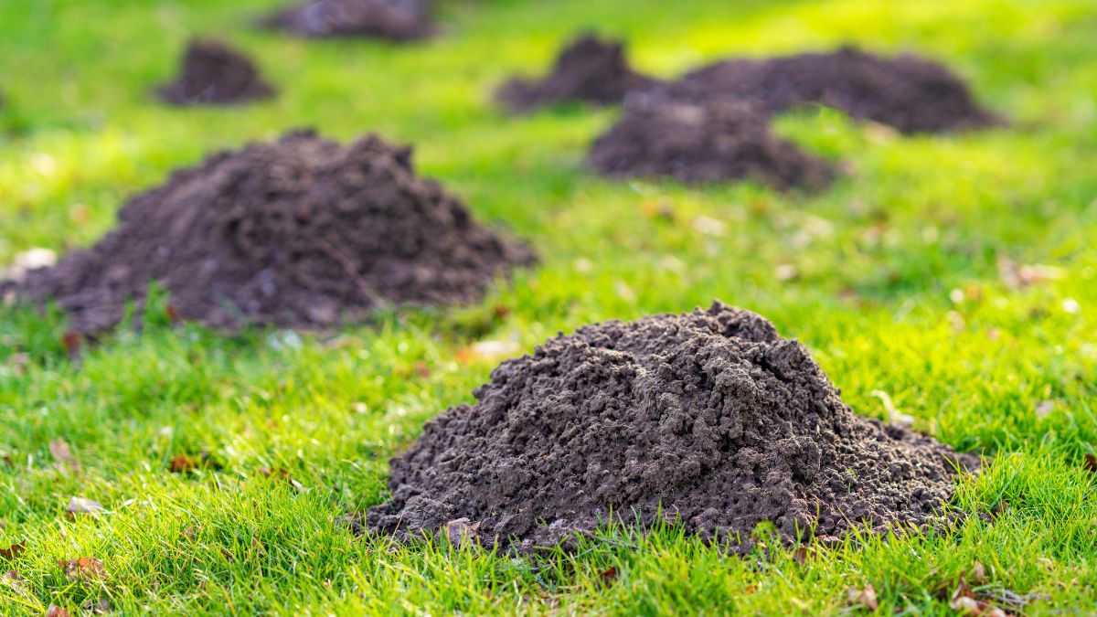 Wlej do kopca. Krety znikną z ogrodu w mig