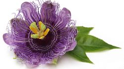 Męczennica cielista - właściwości i zastosowanie męczennicy Pańskiej