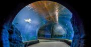 Wrocław. Złota Pinezka dla Afrykarium. Specjalne wyróżnienie dla ZOO Wrocław