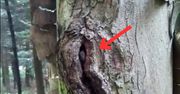 Spacerował po lesie. Nagle z drzewa zaczął wydobywać się dźwięk