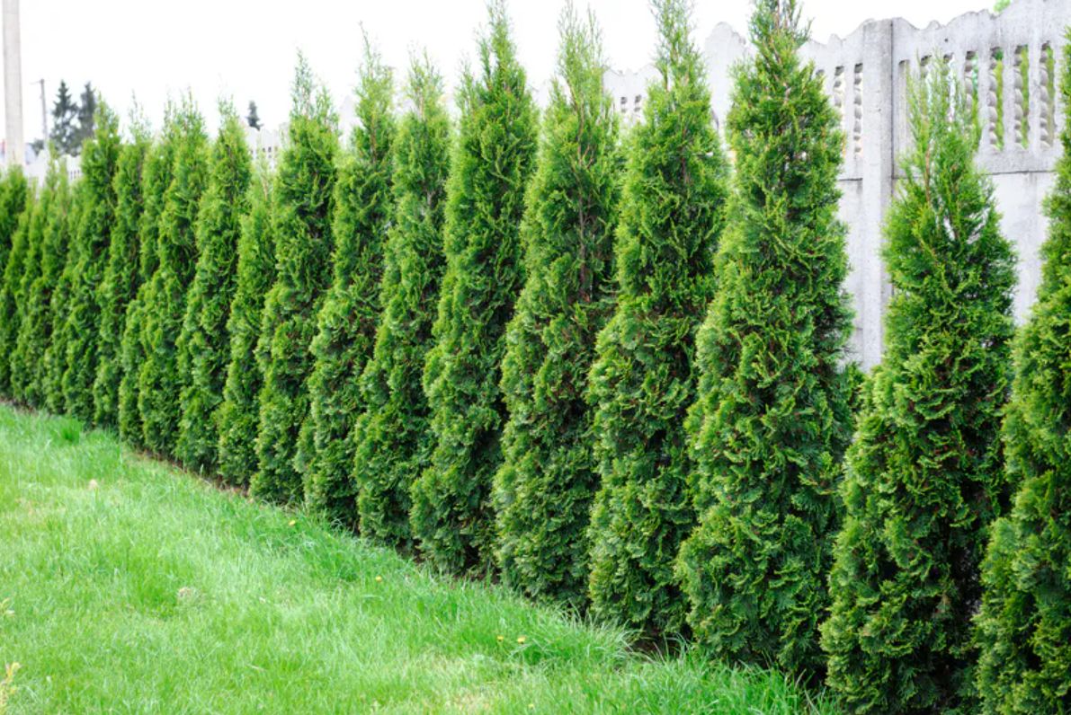 Im Herbst lohnt es sich besonders, sich um die Thuja-Pflanzen zu kümmern.