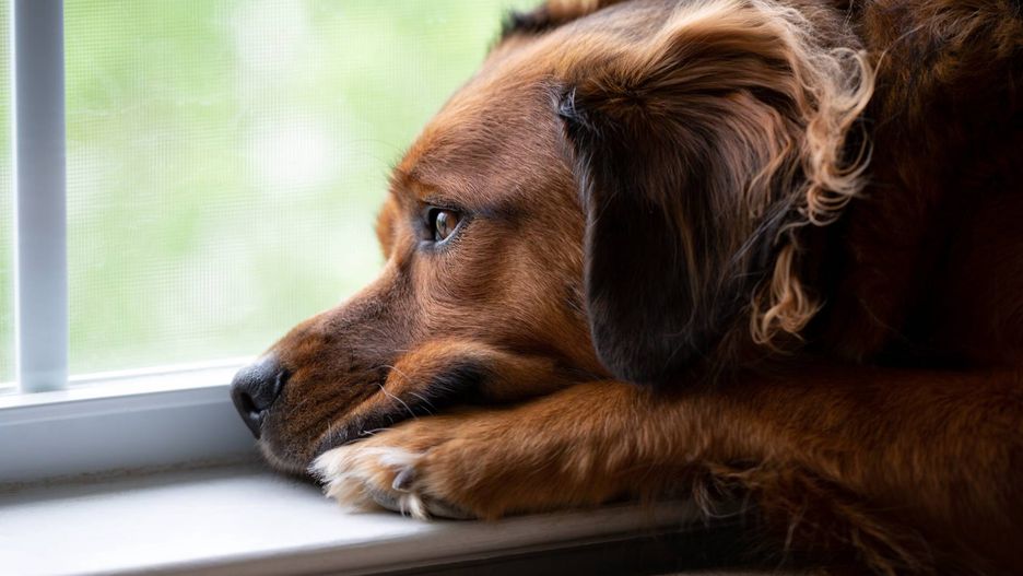 Skrajnie zaniedbane psy. Na podłodze szkło i odchody