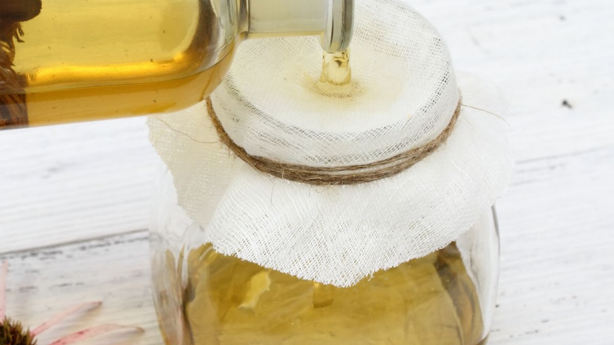 Nalewka z zielonych szyszek sosny