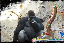 Urodziny najpiękniejszego goryla świata [zdjęcia]