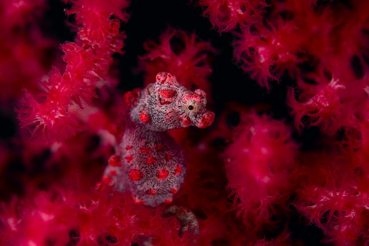 Nature Photographer of the Year 2021. Oto najlepsze zdjęcia przyrodnicze minionego roku 8