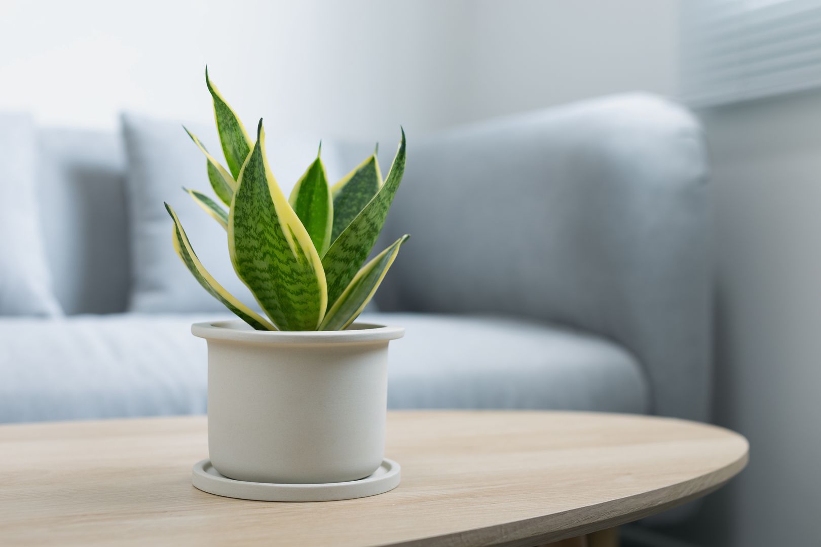 Sansevieria