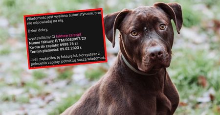 Uderzają w nich ceny prądu. Pogotowie dla zwierząt alarmuje