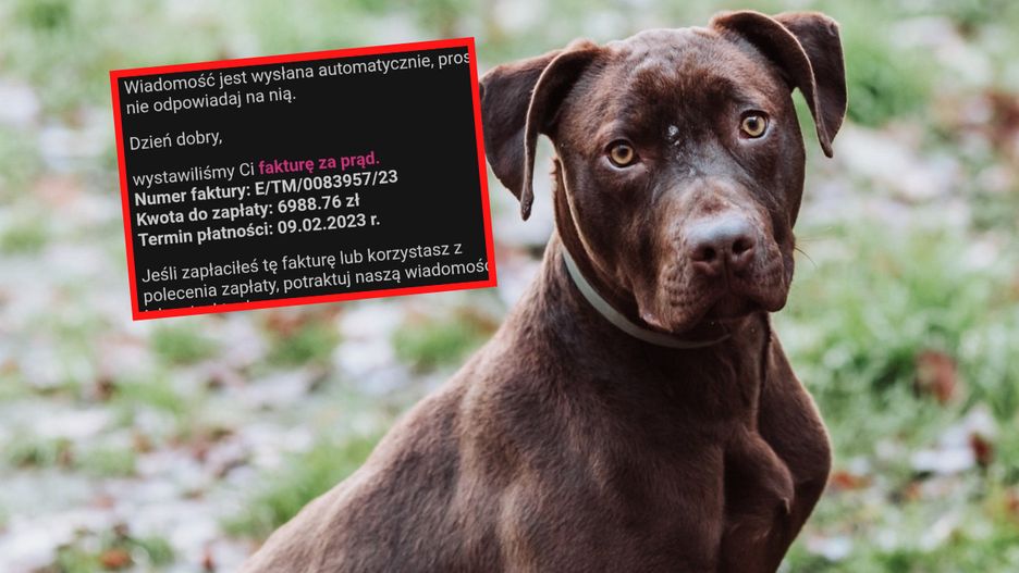 W sieci ruszyła zbiórka na rachunek za prąd dla nyskiego pogotowia ratującego zwierzęta