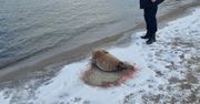 Młoda foka na plaży w Gdyni. "Na jej ciele oraz na piasku widać było ślady krwi"