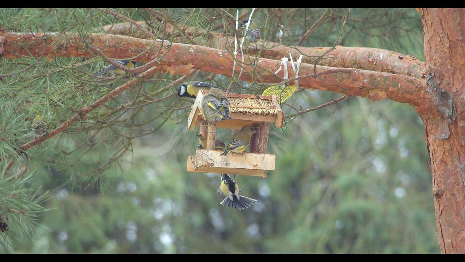 Jak dokarmiać ptaki zimą