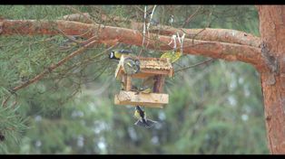 Jak dokarmiać ptaki zimą. Porady oraz korzyści dla ptaków i ogrodu