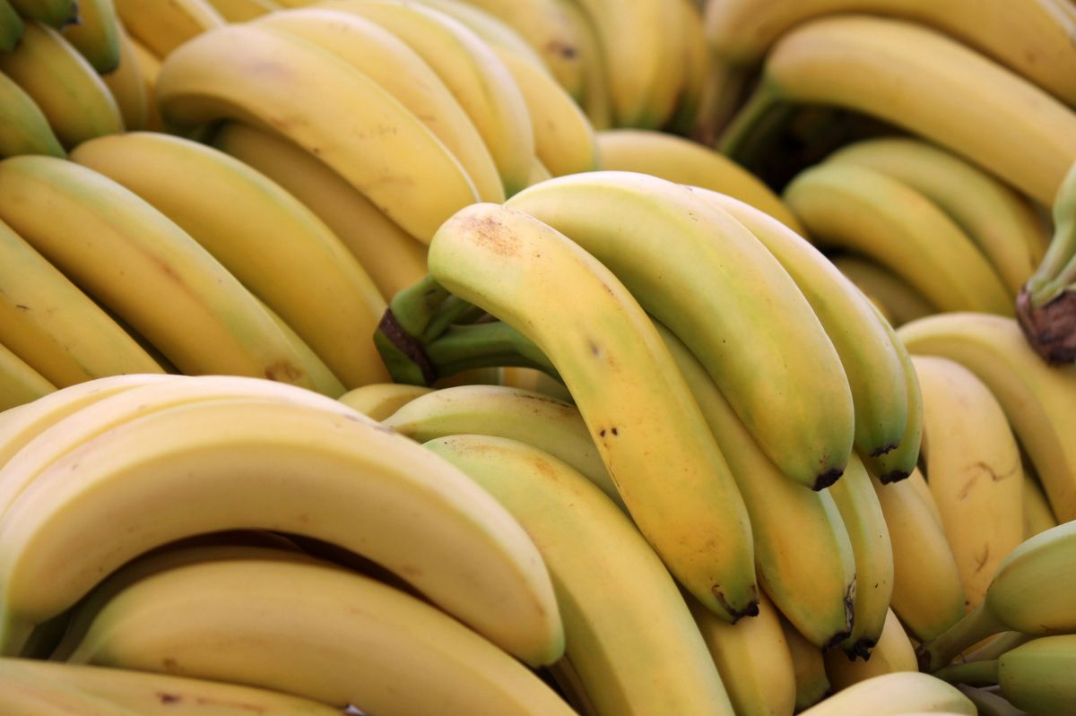 Globalna uprawa bananów zagrożona. Klimat zmienia się nie do poznania