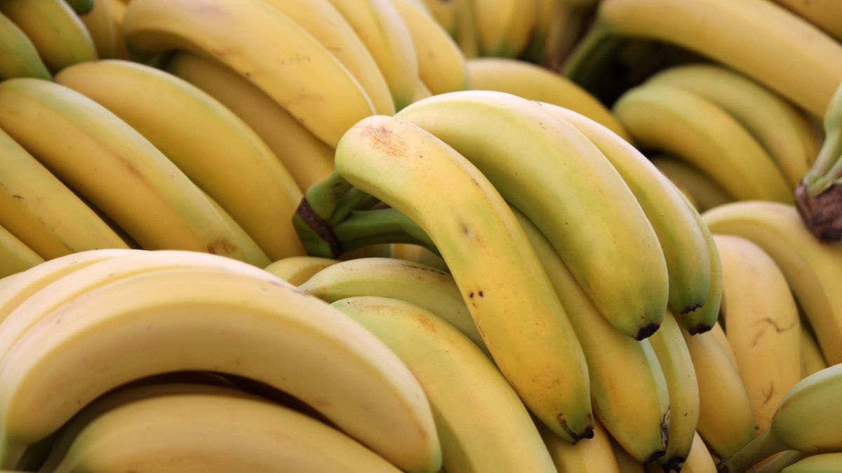 Grzyb dziesiątkuje plantacje bananów