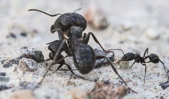 Nie stosuj niebezpiecznej chemii. Rozsyp, a pozbędziesz się mrówek