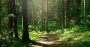 Zbylitowska Góra: Zapuszczony las zamieni się w urokliwy park "Grabówka". Gmina Tarnów zdobyła środki na realizację pomysłu mieszkańców