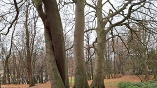 Słupsk: 358 pomnikowych drzew. Aleje, grupy i pojedyncze okazy pod ścisłą ochroną