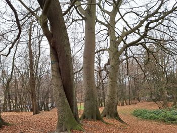 Słupsk: 358 pomnikowych drzew. Aleje, grupy i pojedyncze okazy pod ścisłą ochroną
