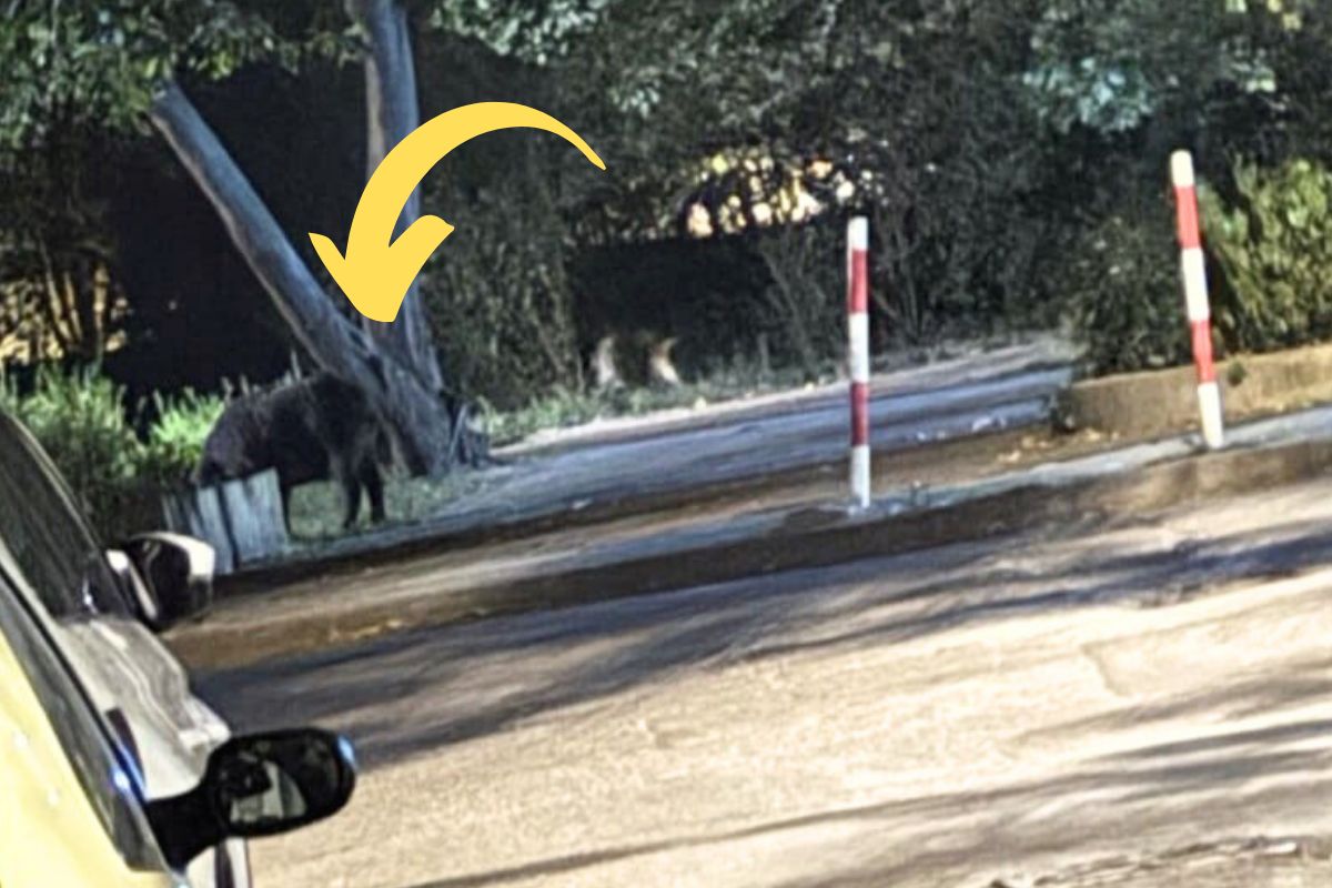 Dziki przy ul. Blaszanej w Warszawie