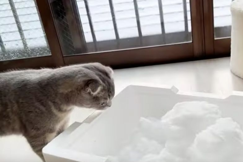 Ten kot zobaczył śnieg po raz pierwszy w życiu. Oto co zrobił