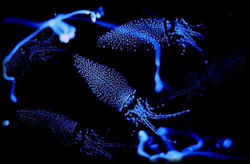 10 zadziwiających organizmów bioluminescencyjnych 4