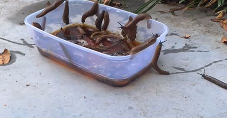 Wlej i postaw w ogrodzie. Złapiesz wszystkie pomrowy w jedną noc