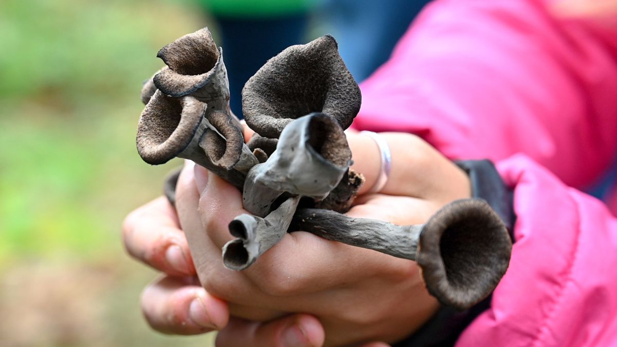 Trąbki umarłych należą do grzybów jadalnych