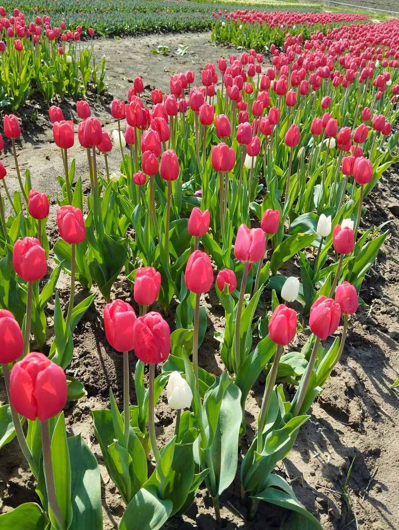 Niektóre kolory tulipanów są zupełnie niespotykane