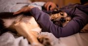 Te psy nie powinny spać z właścicielami. Ekspertka przestrzega