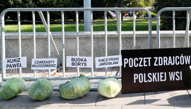 Rolnicy przeciw "piątce dla zwierząt". Położyli pod Sejmem 356 główek kapusty