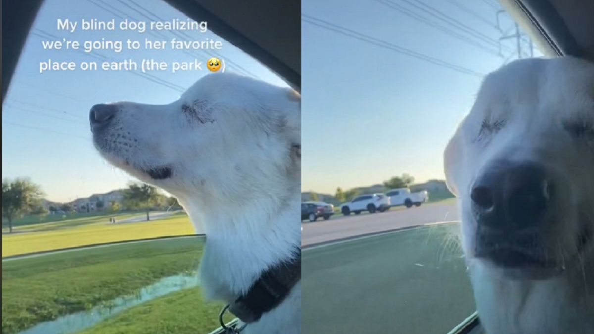 Nagranie z psem stało się hitem.