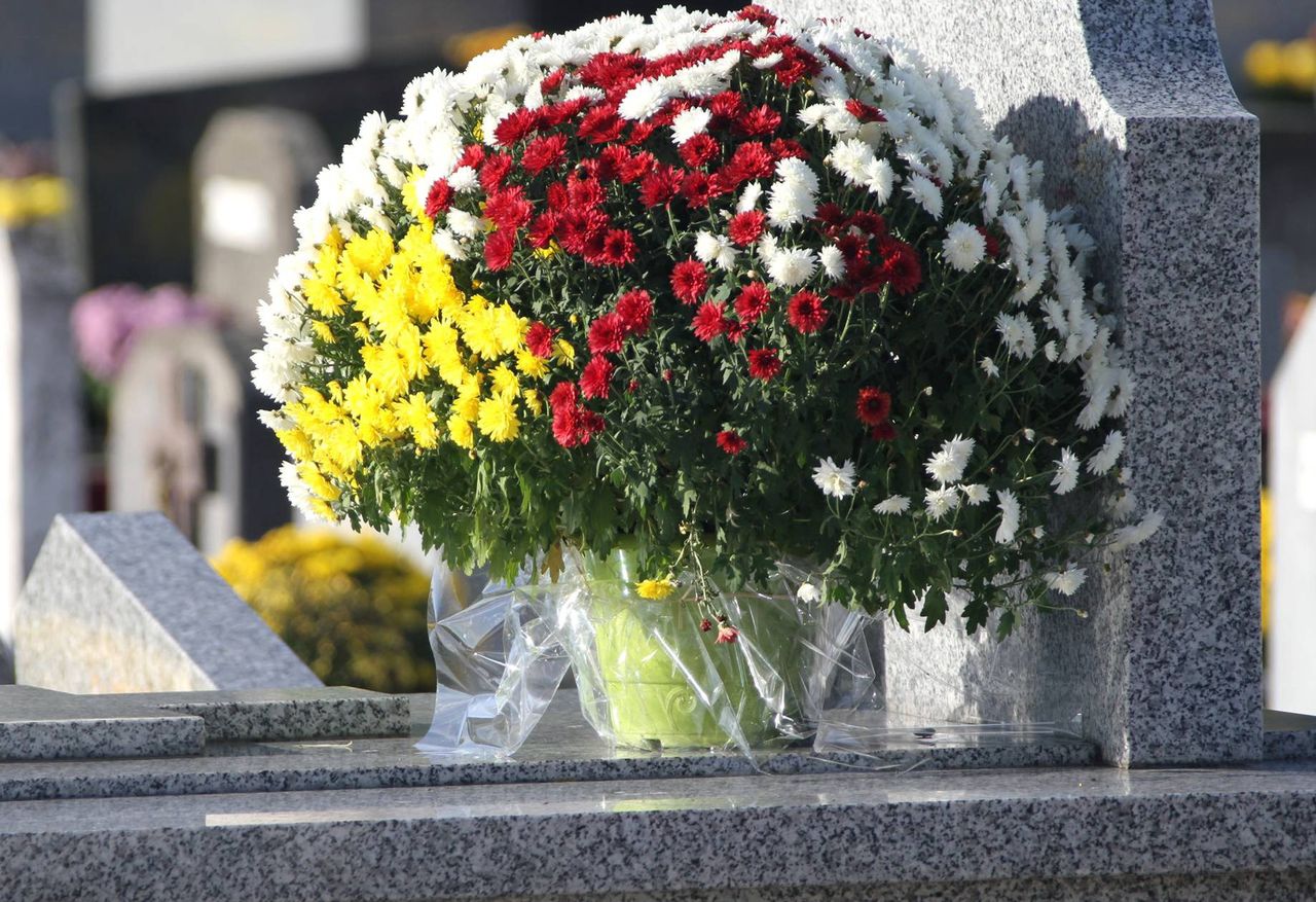 Przytnij na tej wysokości. Dasz chryzantemom drugie życie
