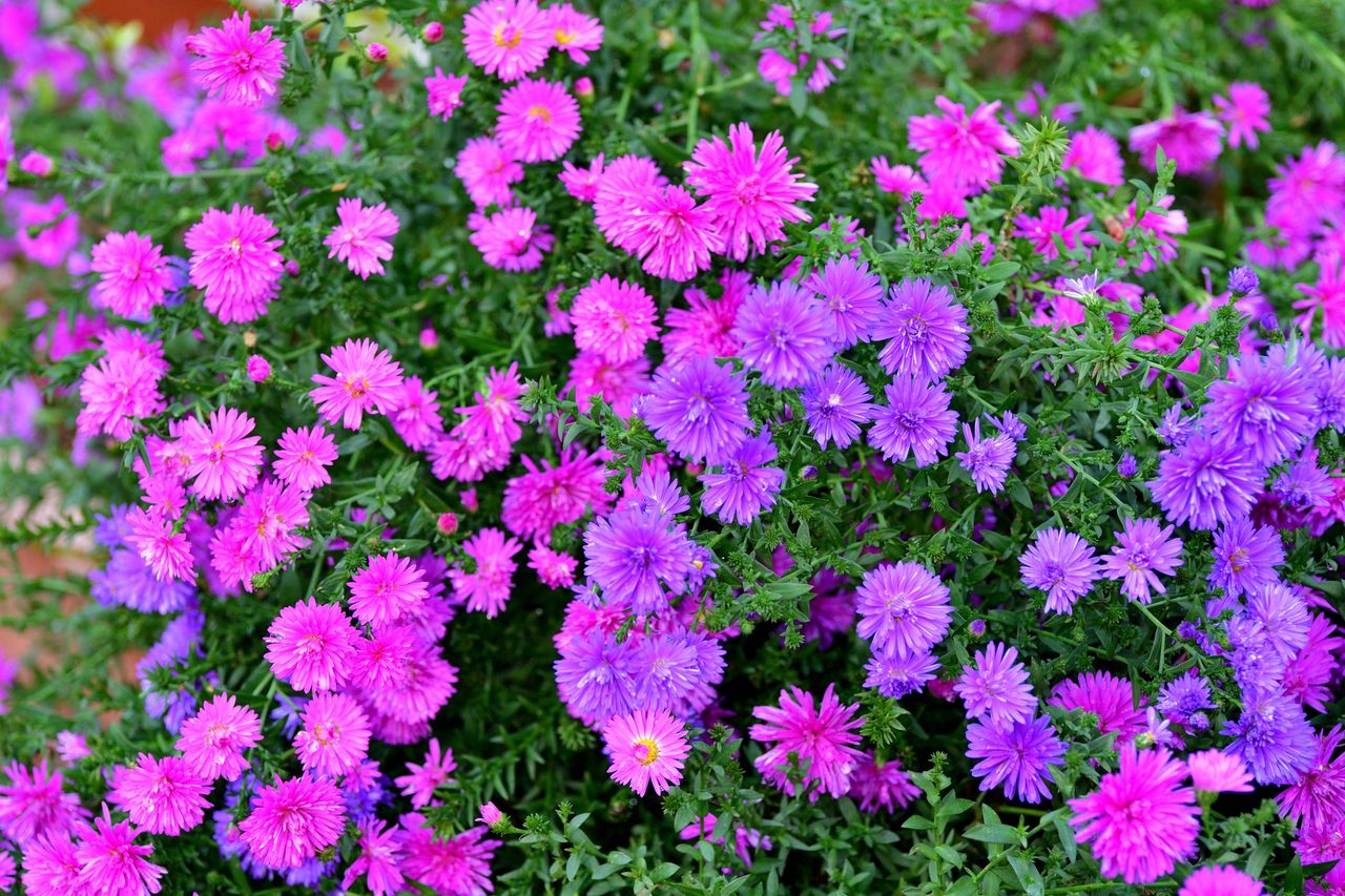 Kiedy siać astry? Pilnuj terminu, a będą kwitły do pierwszych przymrozków