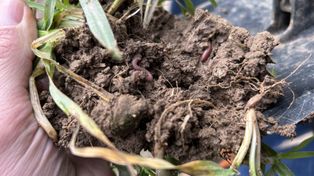 Rolnictwo regeneratywne: Inwestycja w glebę, która się zwraca