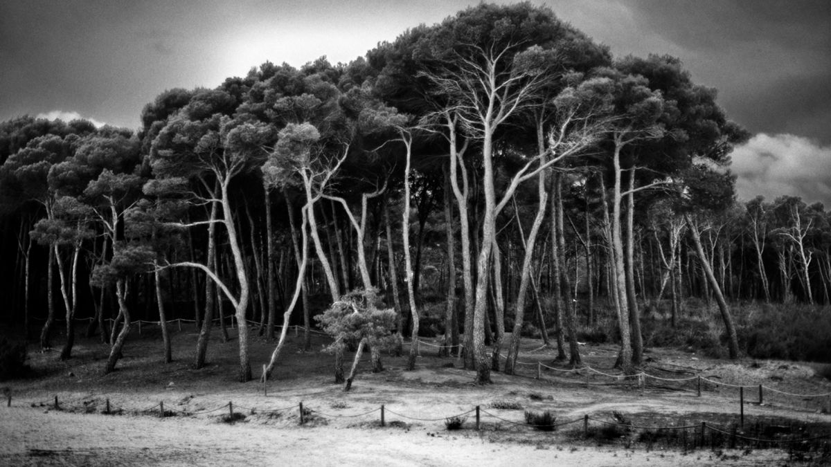 Drzewa umierają stojąc... 1