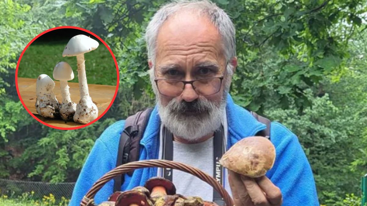 Grzyboznawca opowiada o zatruciach grzybami, grzybobraniu oraz o