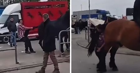 Bił, kopał i ciągnął za ogon konie. Skandal na targach w Pajęcznie