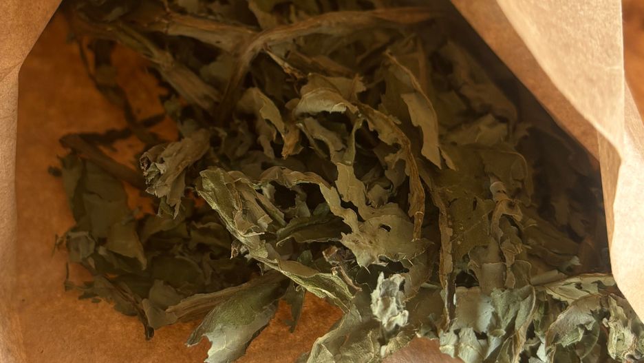 Ostrożeń warzywny jest popularny w medycynie ludowej