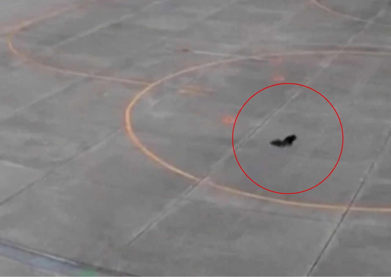 Wbiegł na płytę lotniska. Chwilowo wstrzymano loty