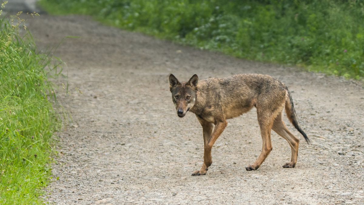 Wilki podchodzą do gospodarstw w gminie Różany. Zdj. ilustracyjne 