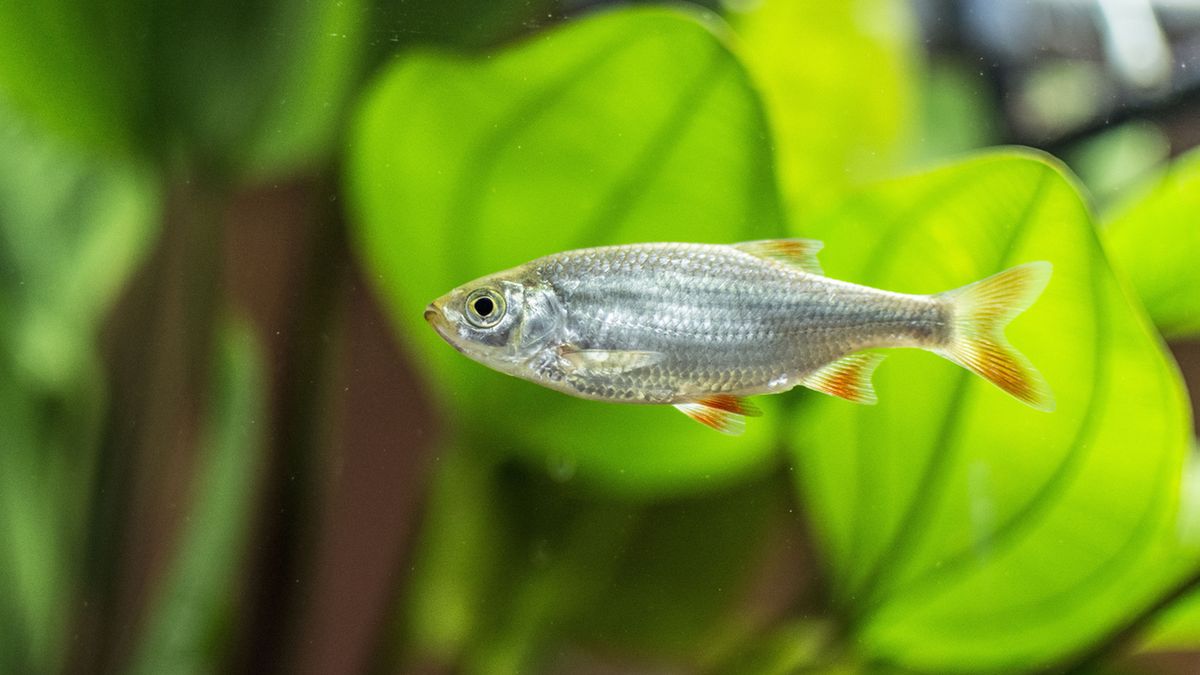 Płoć to ryba występująca w wodach słodkich i słonych.