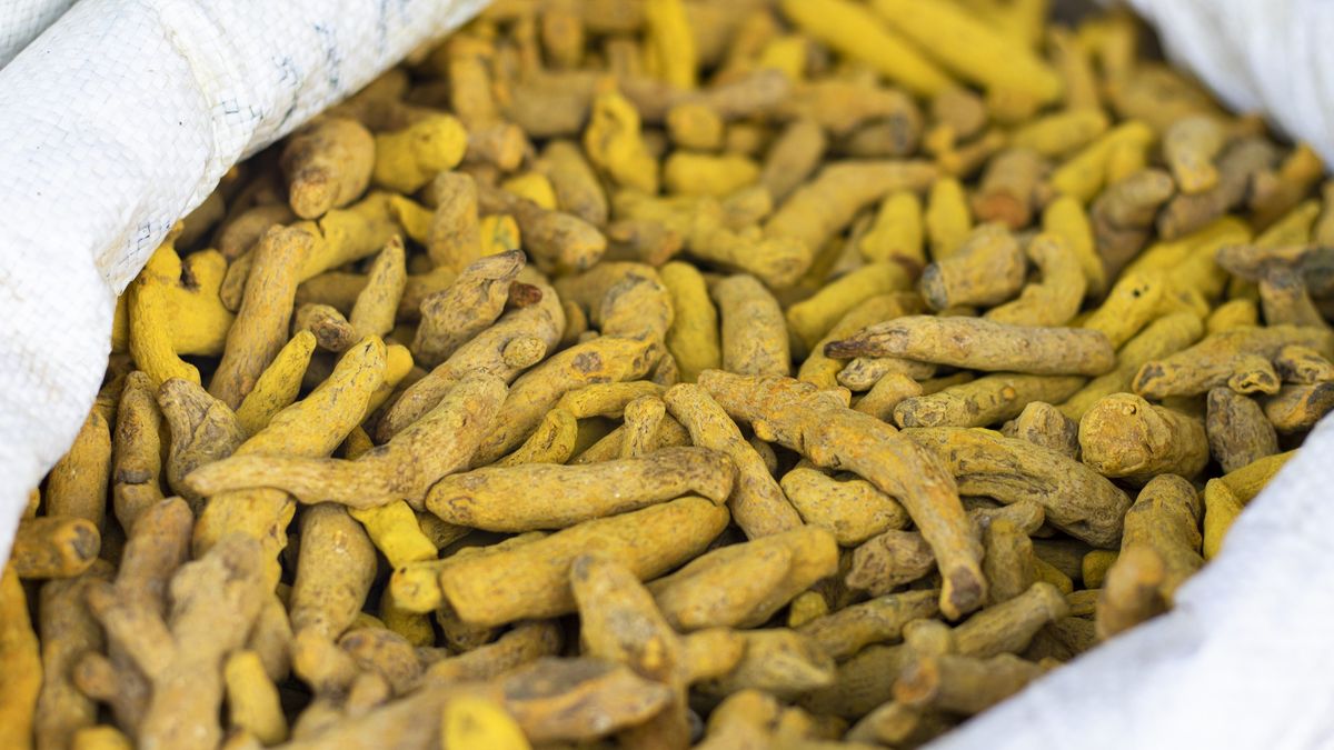 Raw dried turmeric
Uma Shankar sharma