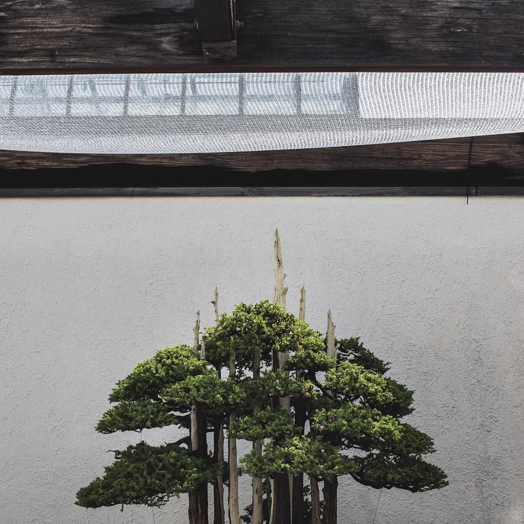 Ponadczasowe piękno drzewek bonsai autorstwa Stephena Vossa