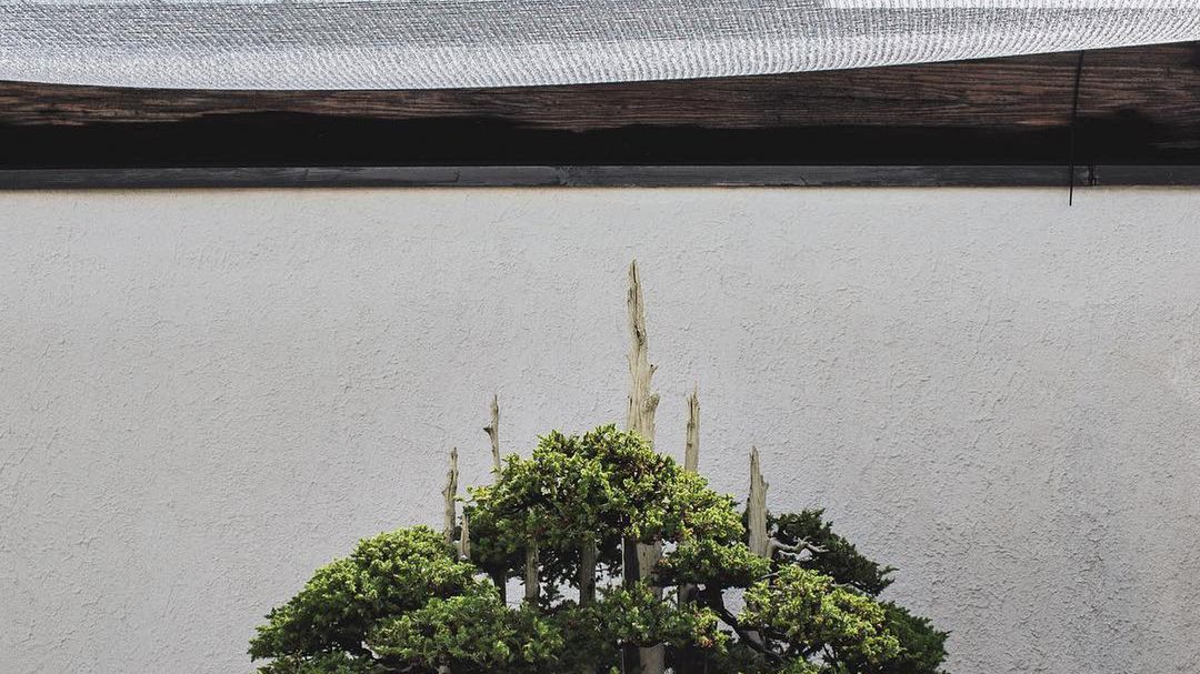 Ponadczasowe piękno drzewek bonsai autorstwa Stephena Vossa 1