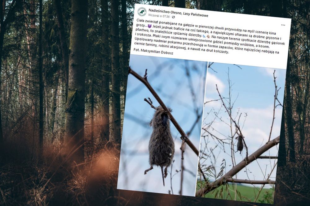 Martwe gryzonie na terenie Nadleśnictwa Olesno