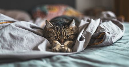 Co kot robi nocą, gdy gasisz światło? Prawda zaskakuje wielu opiekunów