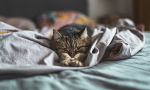 Co kot robi nocą, gdy gasisz światło? Prawda zaskakuje wielu opiekunów