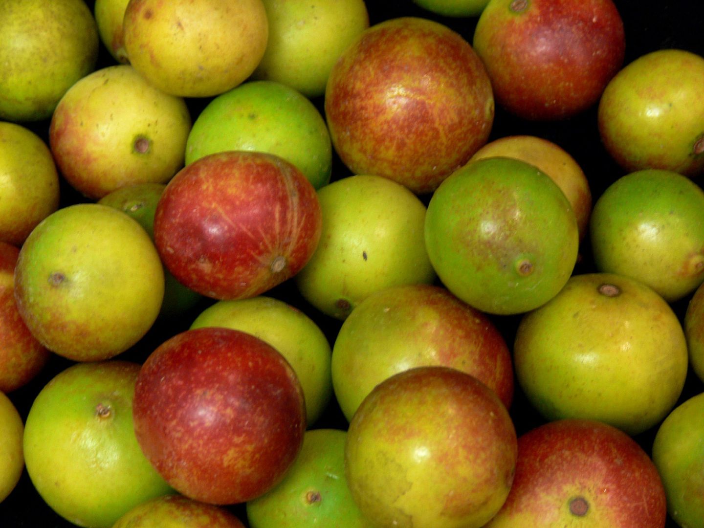 camu camu, myrciaria dubia, vitamina c, selva, peru, fruto, baya