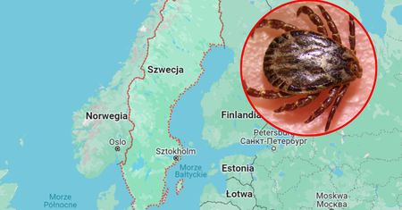 Groźny gatunek kleszcza dotarł do Szwecji. Wywołuje śmiertelną chorobę