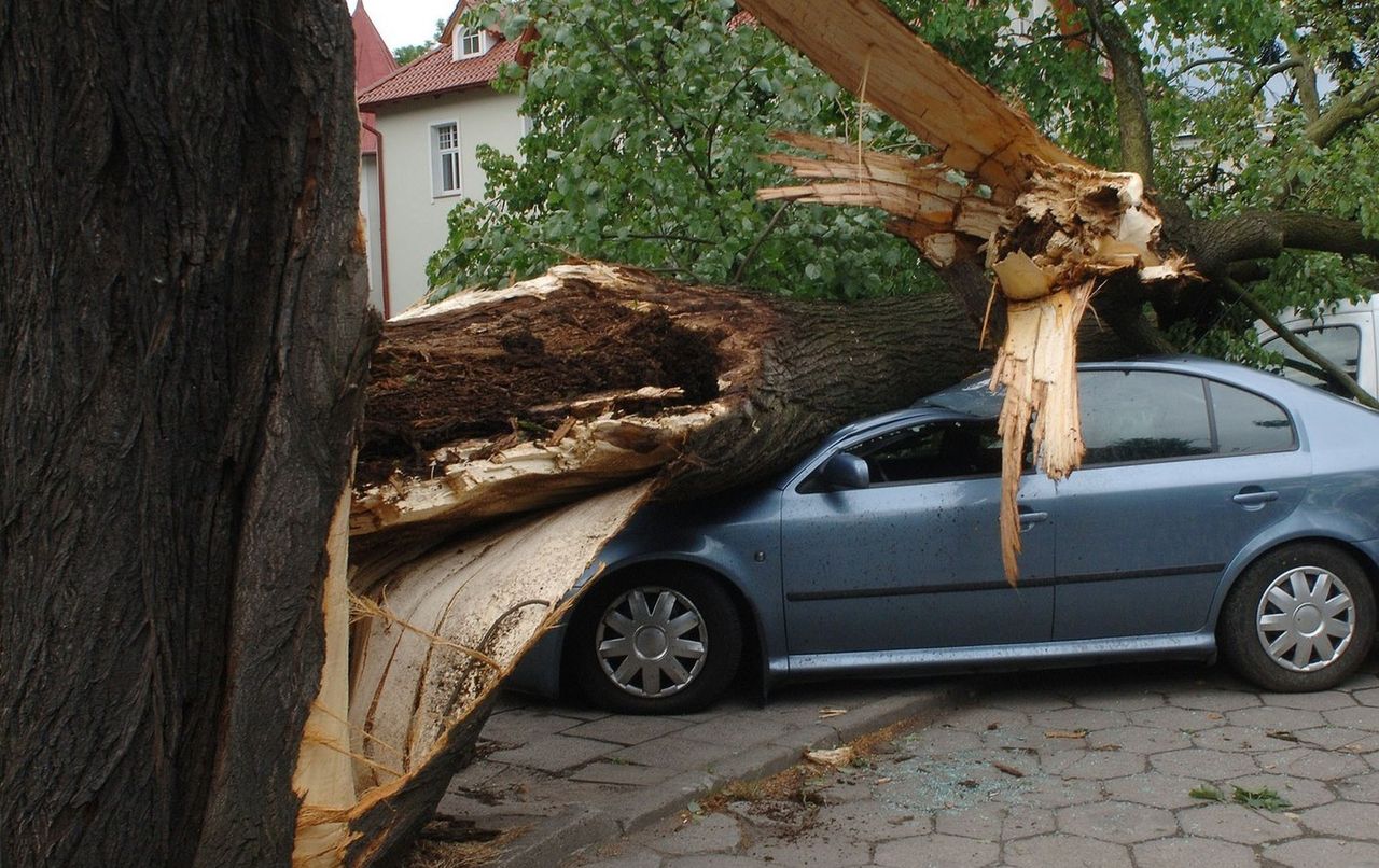 Uszkodzenie auta przez złamaną gałąź, drzewo lub grad to trudna sytuacja. Jeśli nie macie autocasco, będzie problem z odszkodowaniem.